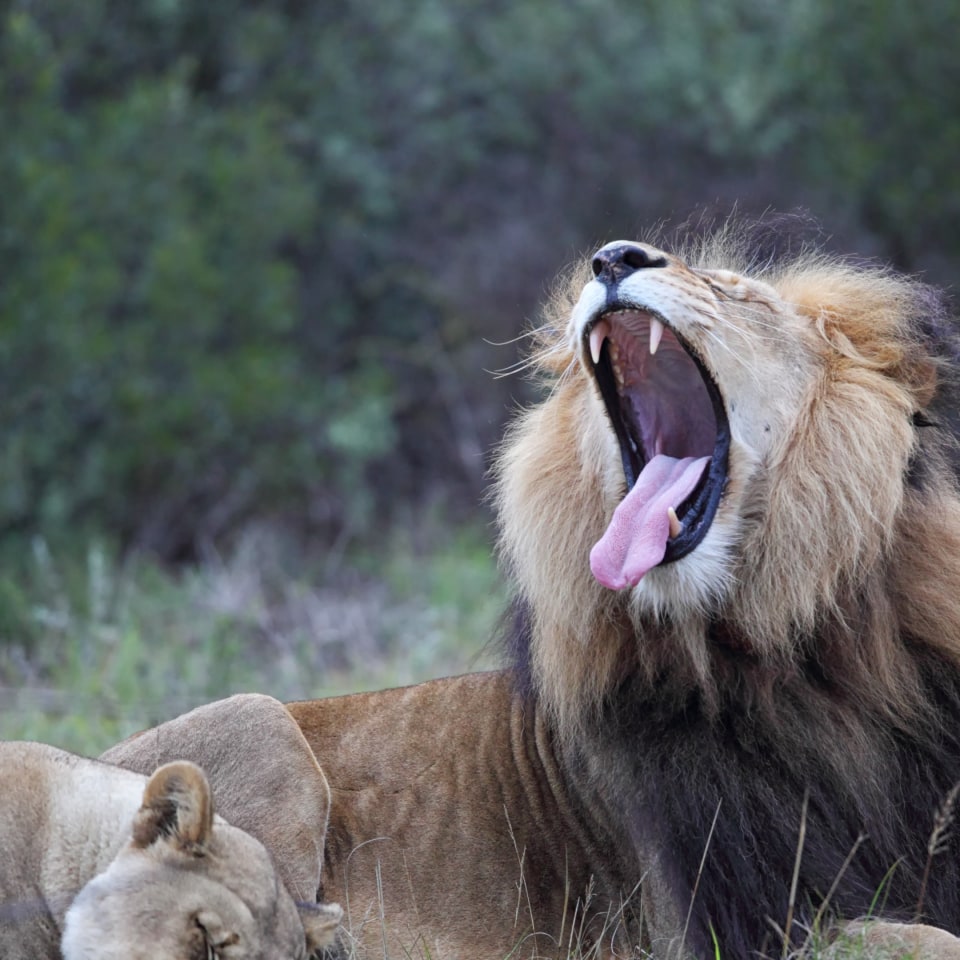 Roadtrip entlang der Garden Route